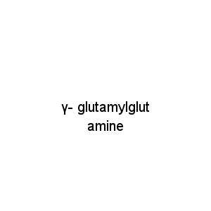 γ- glutamylglutamine